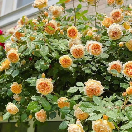 🔥2025 Nieuwe Aankomst 49% UIT🔥🌹Klimrooszaden